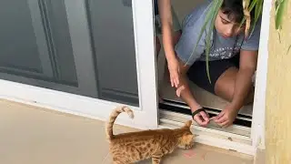 &Sigma;&tau;έ&lambda;&iota;&omicron;&sigmaf; to the rescue 🐱