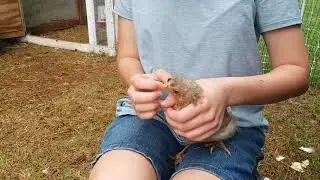It's Not Easy Feeding a Cross-beaked Chicken