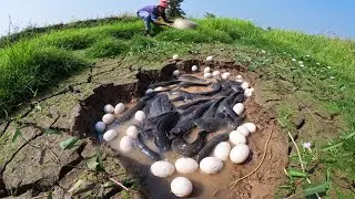 Wow Skills Man! catch a lot of fish and pick duck eggs by lucky hand in a pool at dry season