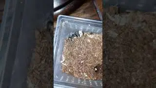 Pseudhapalopus sp kurzhaar