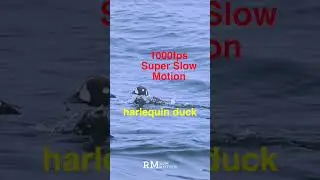 harlequin ducks surfacing. slowed down by 40 times. #slowmotion #1000fps #superslowmotion