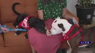 Around Town - Second City Canine Rescue