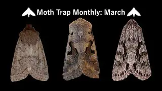 Moth Trap Monthly: March 2021