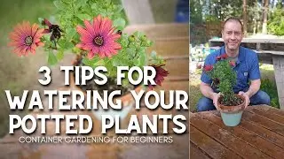 💦 3 Tips for Watering Potted Plants #shorts | Container Gardening for Beginners 💦