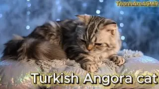 WARNING EXTREME SLEEPINESS! 😴 10+ RAREST Cat Breeds Kneading . [#thanhamasmr]  (16/11/2025)