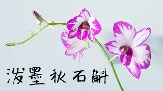 泼墨秋石斛 Dendrobium Enobi Purple &lsquo;Splash&rsquo;