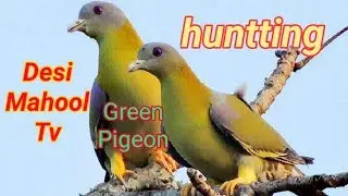 HARIYAL KA SHIKAR 2019 GREEN PIGEON HUNTING !