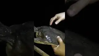 Bulus monster sungai kalimantan #shortsviral