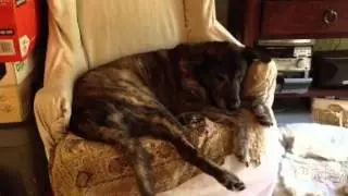 Isis - dog has strange gag cough/choke