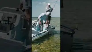 Sight Fishing Trout! #trout #troutfish #troutfishing #fishingtips #fish #fishing #fishingvideo