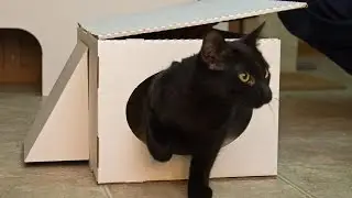 Cat Box Kingdom - Cats love boxes!