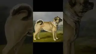 😲Como cambio el Pug o Carlino a lo largo de la Historia