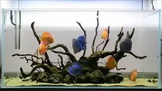 Aquasharks galerija. 324 L diskusų akvariumas. Maitinimas.