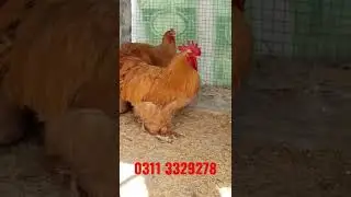 Golden Heavy Buff  Quality birds 2.5 month chikes for sale #petlover