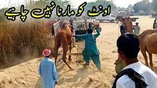 EXCLUSIVE ANGRY Camel Loading Video 🫡Loading of Camel 🐪|Runaway Camel at CamelMarket 2024#happythall