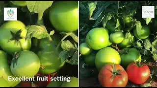طماطم جلنار للحقل المكشوفJollanar Tomato /Open field