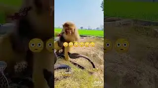 In nature, interactions between snakes and monkeys can be quite dramatic.
