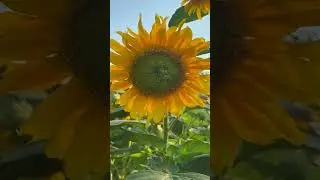 22 Garden flowers 🌹🌺🌹🌺 #viral #shorts #garden #bestgarden #Wow