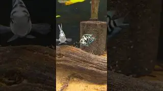 polar parrot fish breeding pair #aquarium #feeds