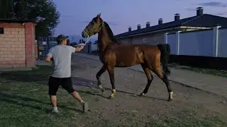 3-Жаш 1,75 см KWPN тел:+996 708 907 170