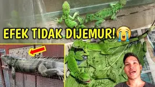 INI EFEK YG TERJADI JIKA IGUANA TIDAK PERNAH DIJEMUR!