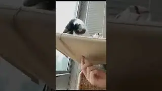 Animals Meme Compilation #memes #funnyvideo #cat
