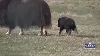 Palmer Musk Ox Farm invites moms for Mother&rsquo;s Day