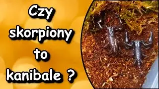 Grup&oacute;wka skorpion&oacute;w Heterometrus petersii udana czy nie? Oraz nowe zmiany na kanale :)