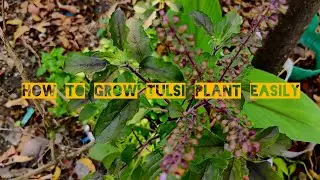 How to grow Tulsi plant from seeds #maadithottam#winart#trendingvideo #tulsi#gardening#trendingreels