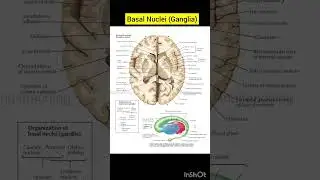 Basal Nuclei (Ganglia) | Meninges and Brain | Human anatomy | Biology Diagram | @inditeaching 