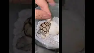Tiny tortoises as big as a quarter! #babysulcata #babyreptiles #tortoises