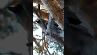 Сойка на ветке напевает\A jay on a branch is humming