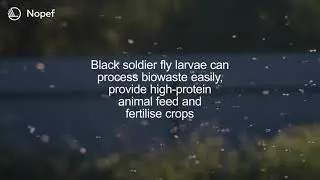 Manna Insect: Circular economy solution based on insects brings triple benefit for agriculture