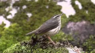 Louisiana Waterthrush. &copy;Jim Zipp 2011
