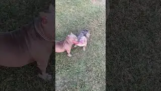 Shiloh running around having fun no we is not breeding them together 💯💪🏽👀🐶🫵🏽📲#americanbully