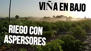 RIEGO CON ASPERSORES EN LA VI&Ntilde;A
