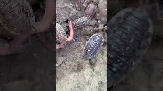 (4K) Regenw&uuml;rmer gegen Kellerasseln / worms against  insects #animals #4knature #insects