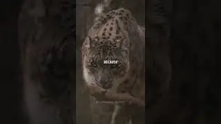 I DON'T LIE ANYONE ~ WhatsApp Status #shorts Billionaire Attitude Status #motivation #quotes