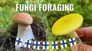 Сбор грибов в Финляндии: кулинарное приключение.