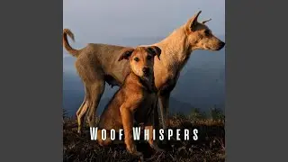 Calming Dog Symphony