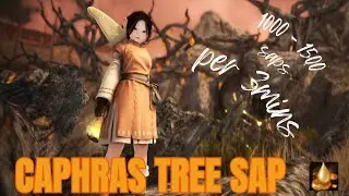 Ultimate Rotation I Caphras Tree Sap - BDO Guide