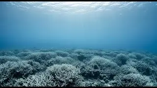 The Shady River Bard - Ghost Reef (The White Boneyard) [Official Music Video]
