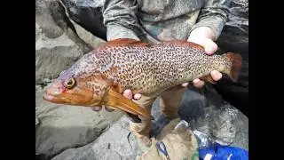 Rock Fishing (2025)