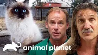 3 tratamentos para gatinhos de rua | Veterinário das montanhas | Animal Planet Brasil
