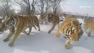 Harbin Siberian Tiger Park