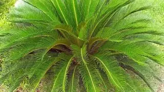 Sago palm Propagation 🌴 