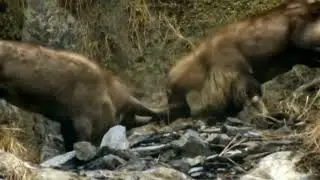 @Mountains world   #markhors survival on the hunting mountains the dangerious fight on markhors