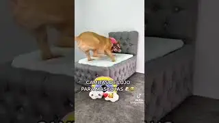 la cama para perros m&aacute;s bonito del mundo