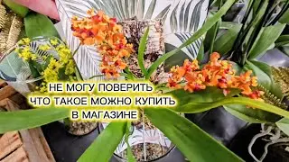 ЭТОТ Обзор ОРХИДЕЙ вас точно удивит/ Неожиданно удивительный привоз 