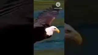 #birds #avianworld #nature #birdnerd #avian #avianwonders